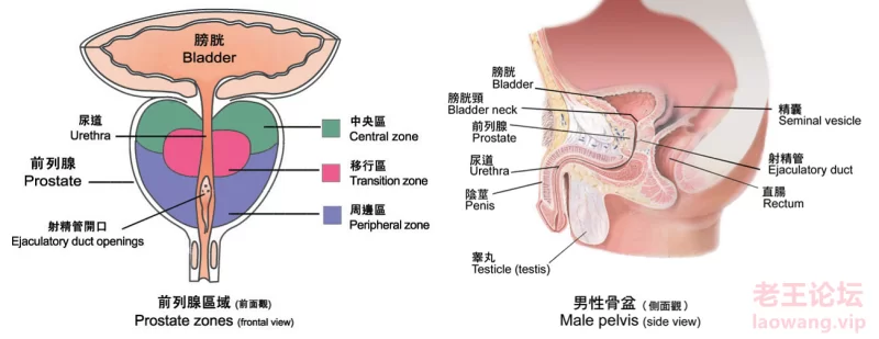 health-pic-prostate.png